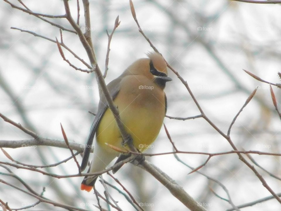 Backyard Birds