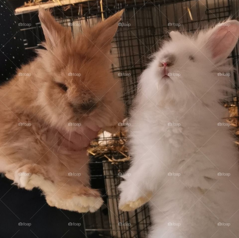 Baby lion head bunny