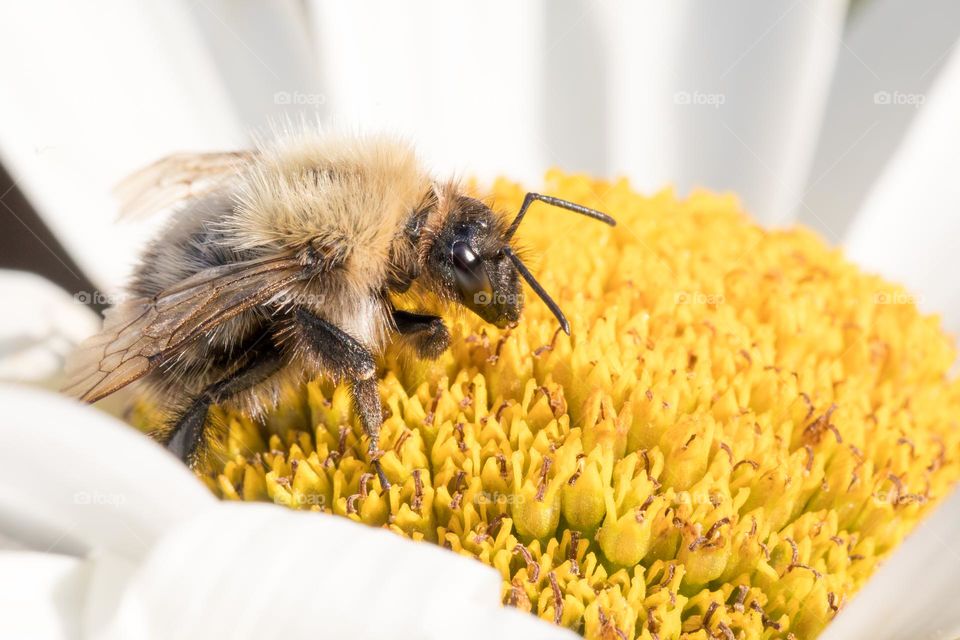 Closeup of a little bee pollinating a flower 