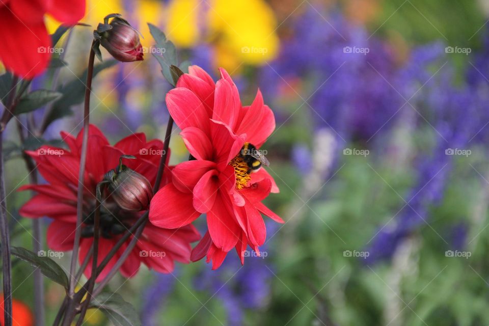 Bee pollinating on flower