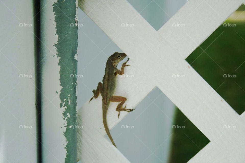 Anole in a fence