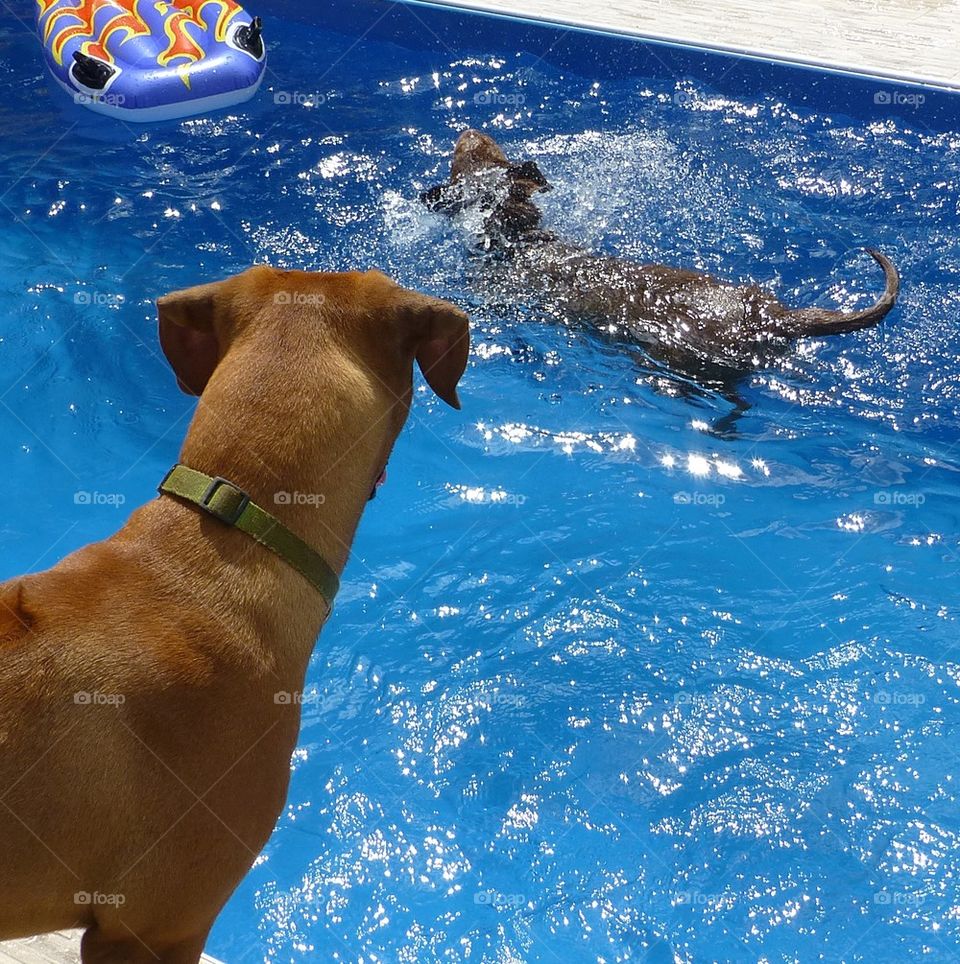 Swimming dog