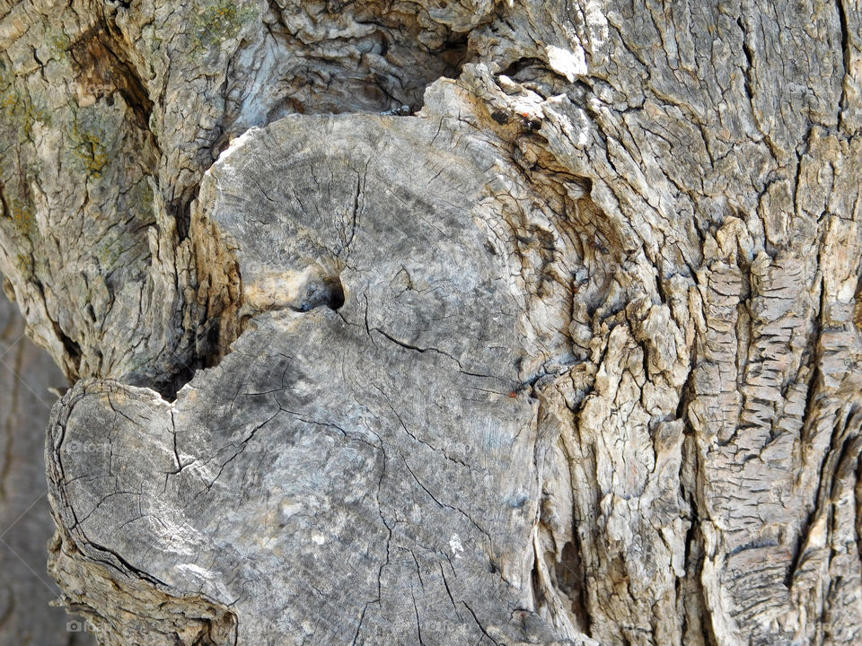 tree trunk texture