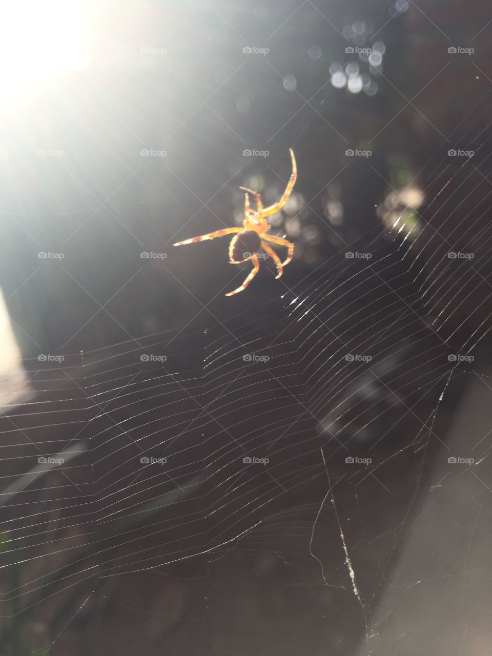 Spider building web in the sun. I was watching this spider build its web. 