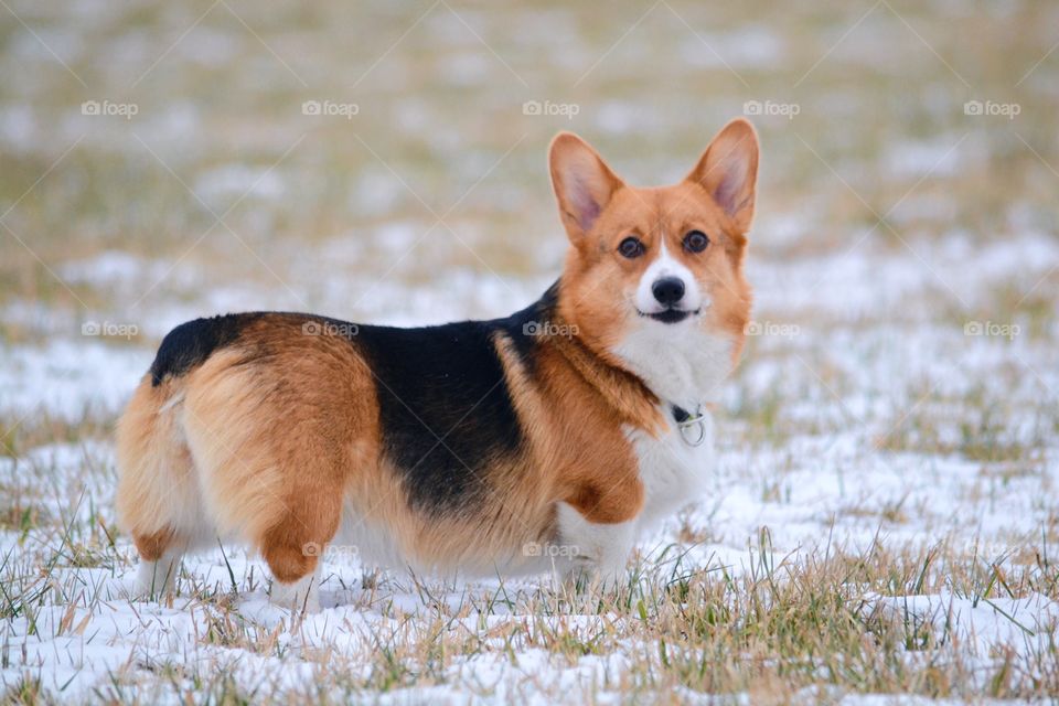 Welsh corgi pembroke