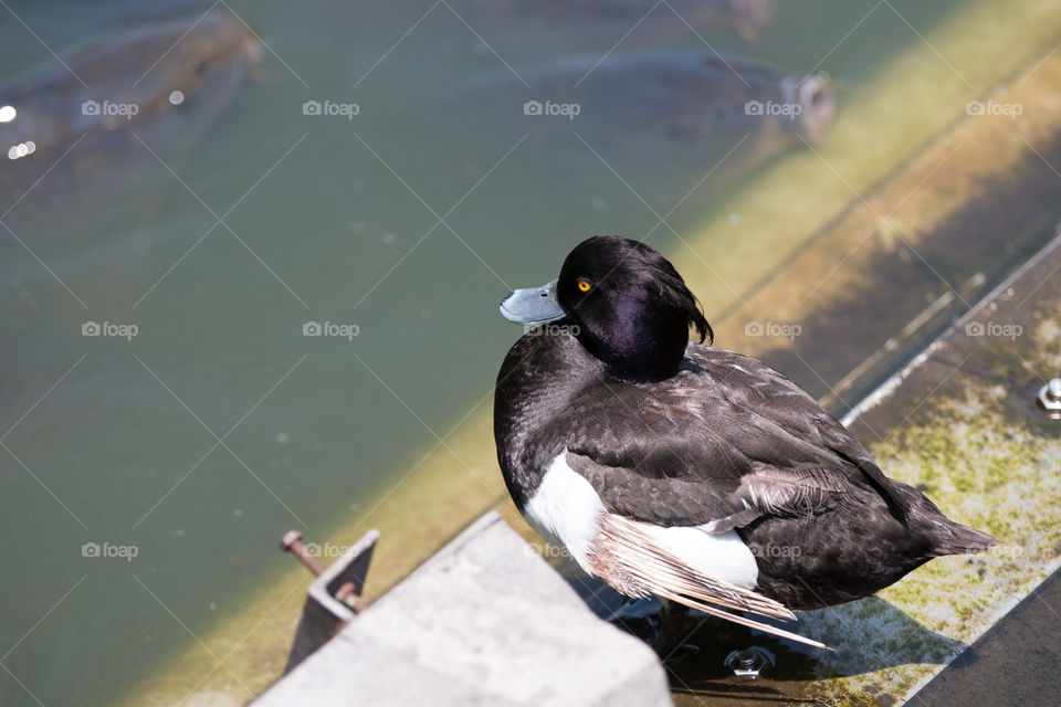 Black duck in the pond 