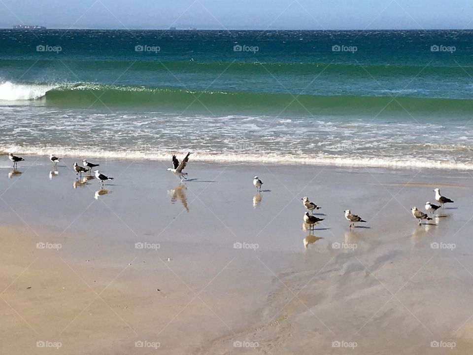 Sea gulls on the beach