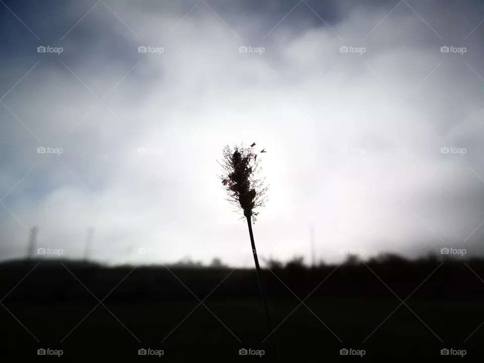 grass