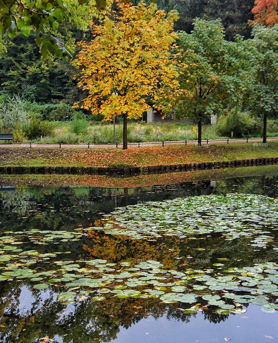 Reflection of Fall