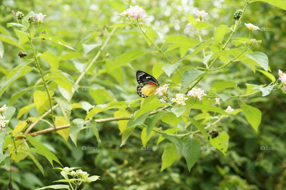 Colours in the green