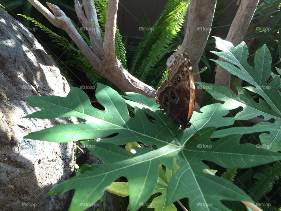 Butterfly sitting on a leaf