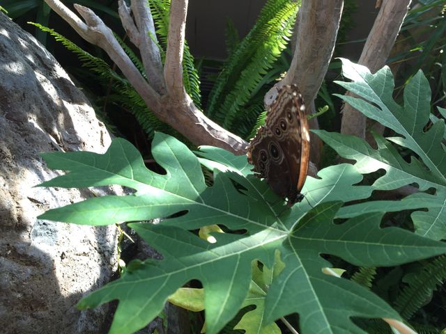 Butterfly sitting on a leaf