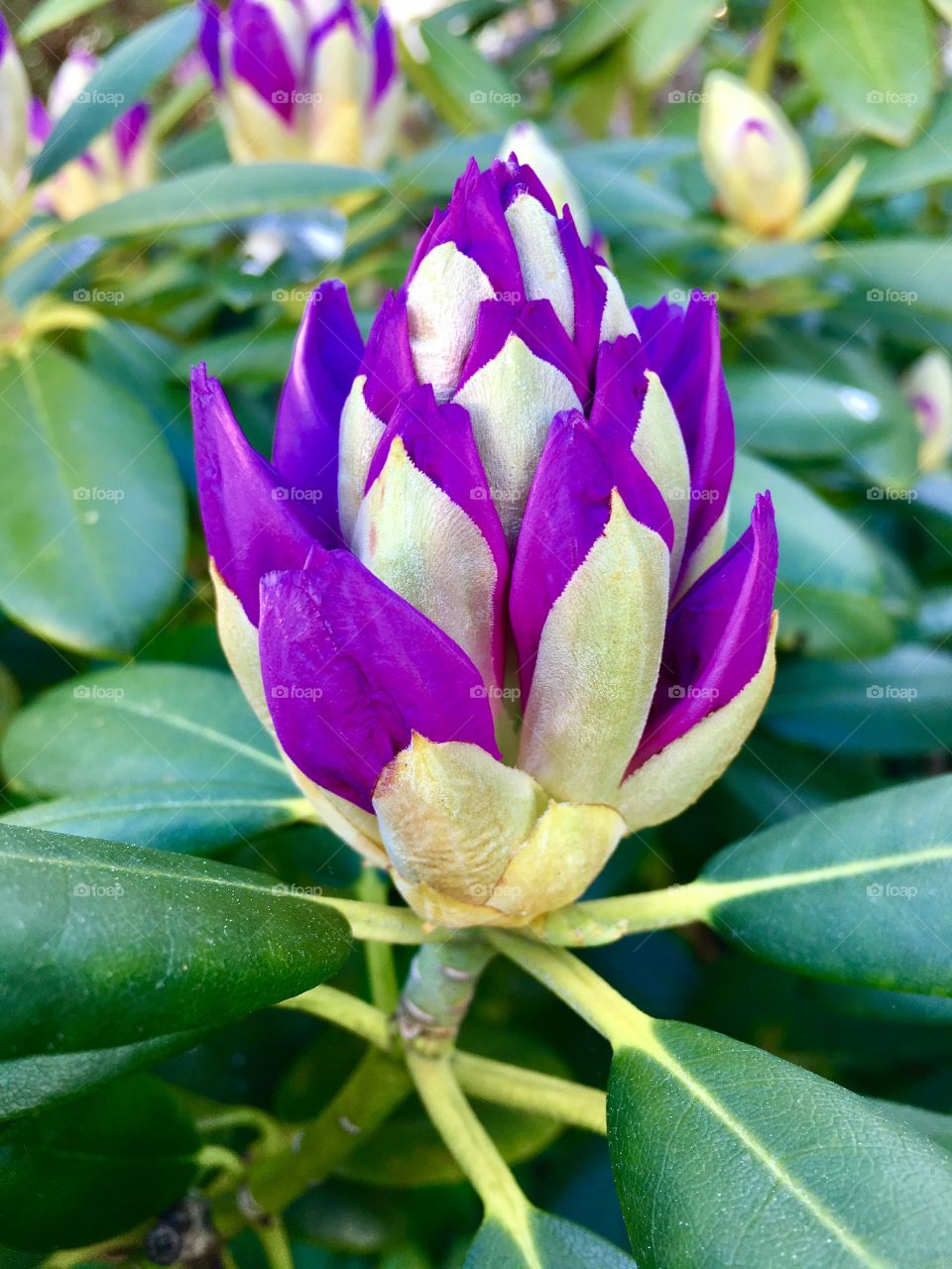 Close-up of rhododendron