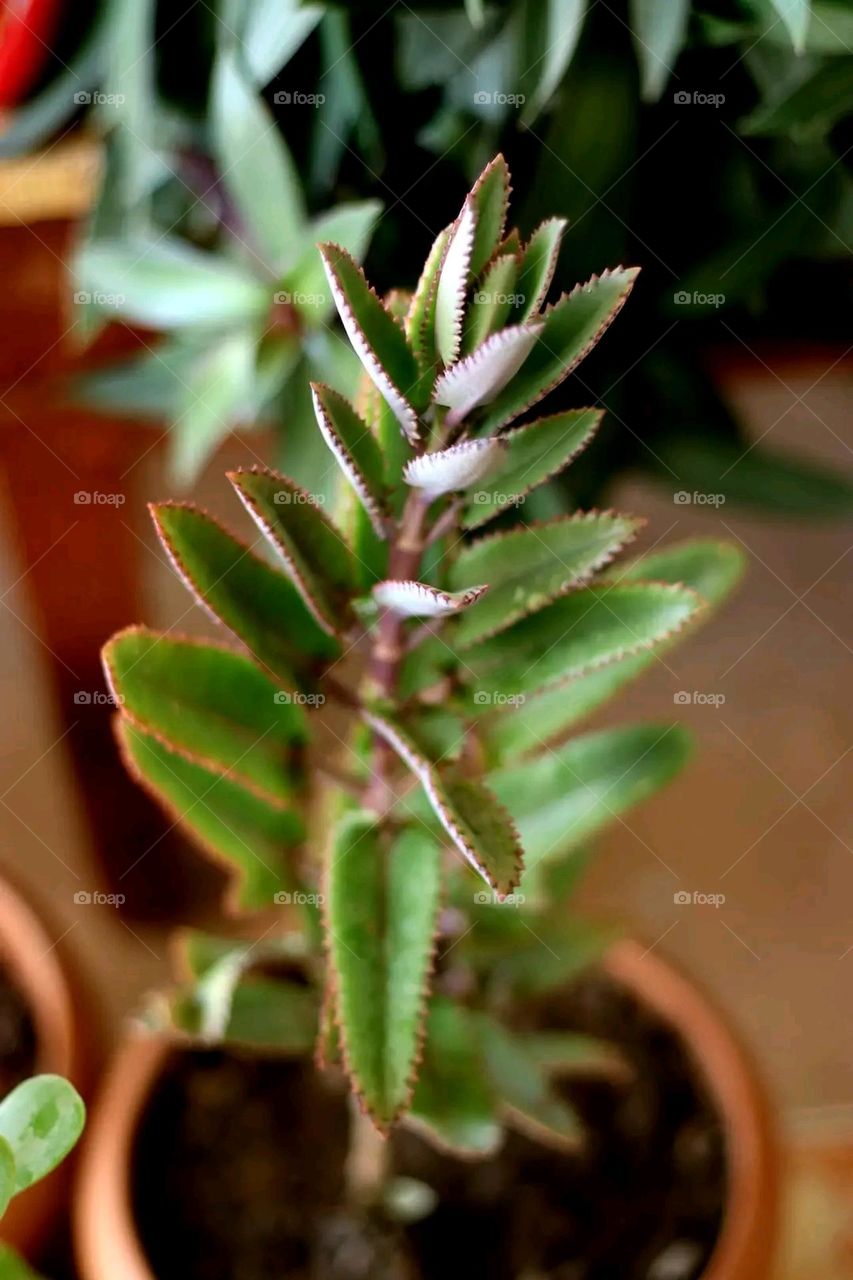 A very beautiful picture, and there is no better picture than it. There is no better picture of green herbs and colorful, red and white roses than it. Glory be to God, the natural and picturesque view, and there is no more