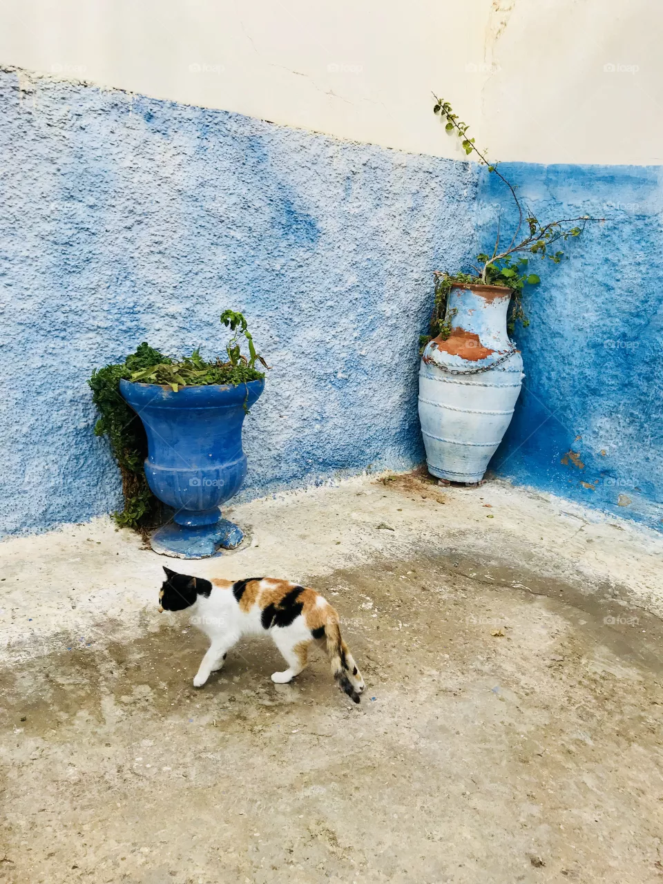Animal