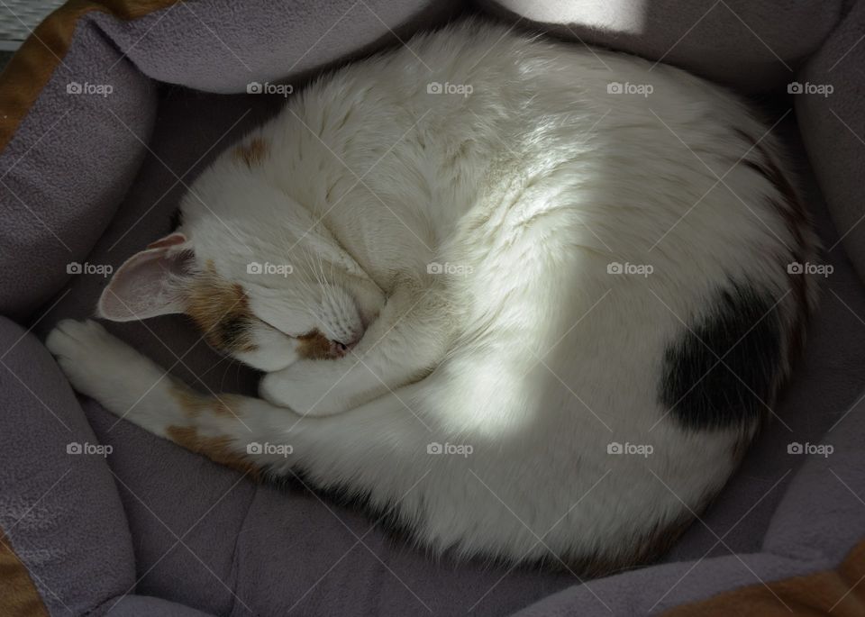 cat pet lovely sleeping home in the solar light top view