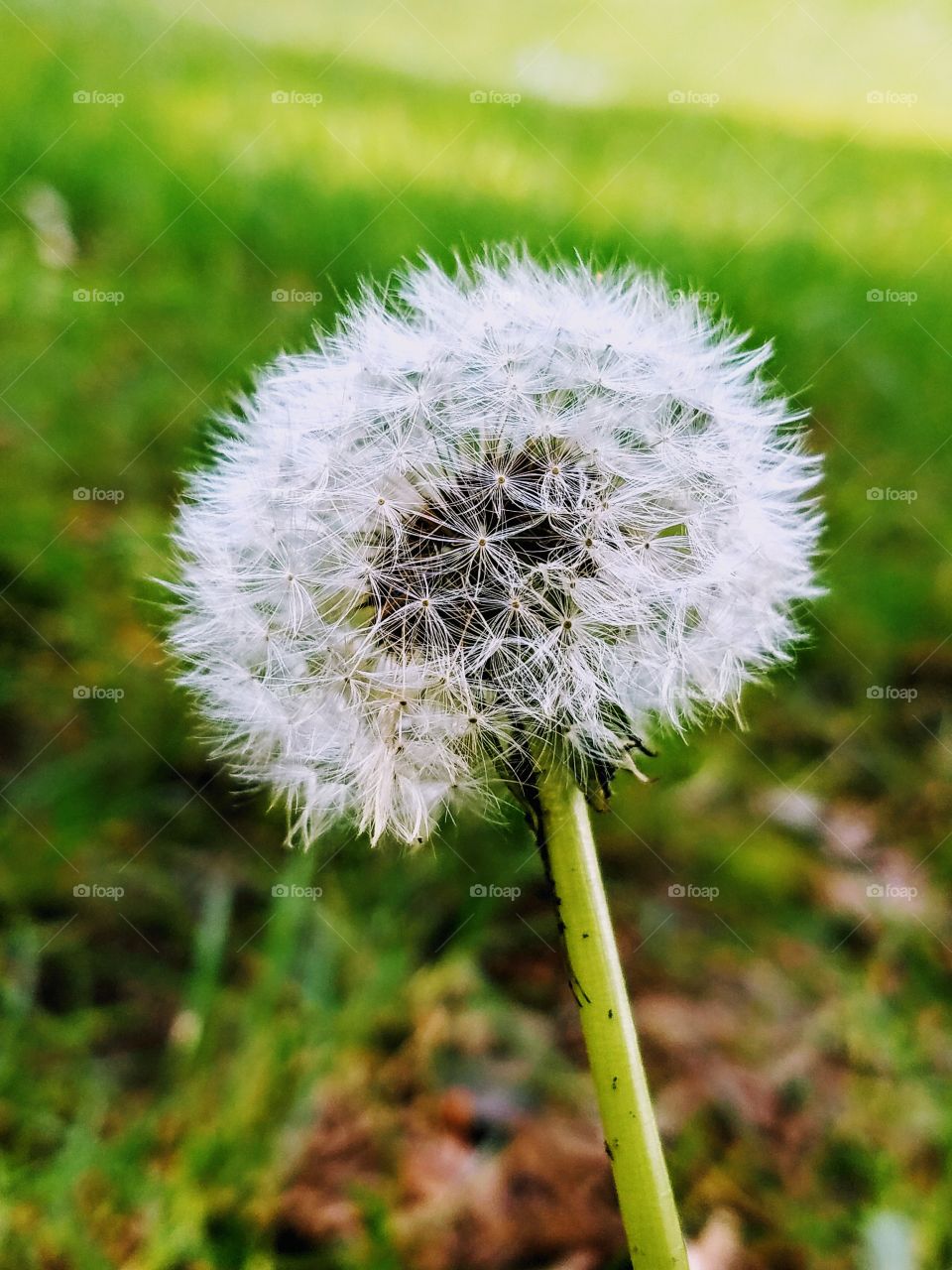 Dandelion