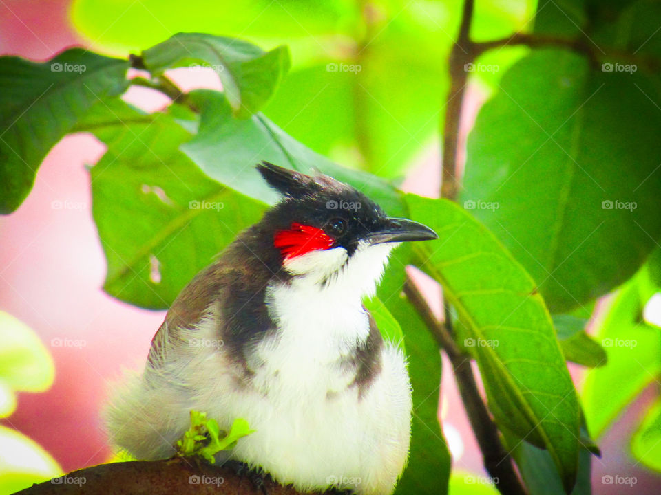 The red-whiskered bulbul (Pycnonotus jocosus), or crested bulbul, is a passerine bird found in Asia. It is a member of the bulbul family.