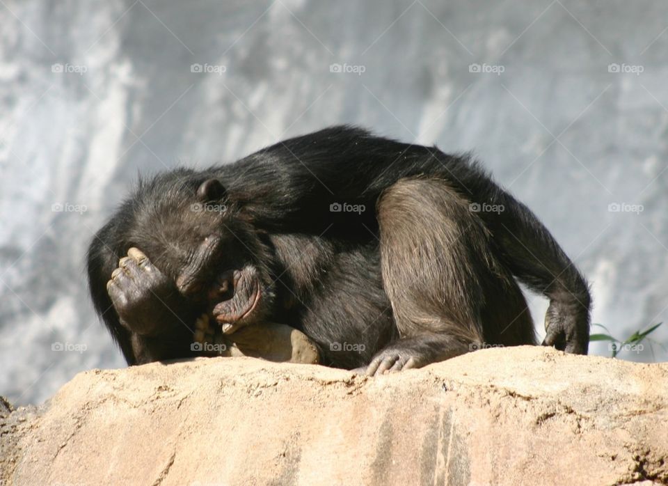 Sad tired chimp 