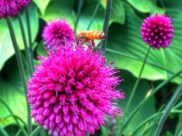 Garden. Nature