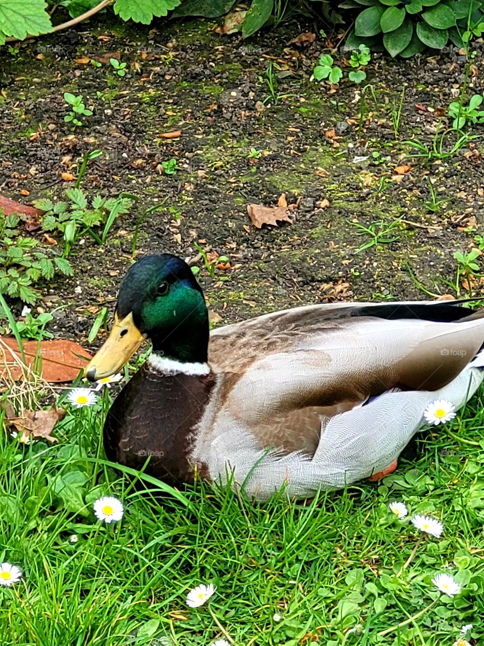 Springtime in the park