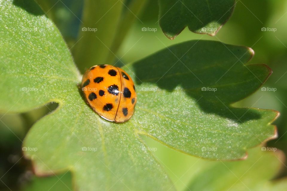 Biedroneczki są w kropeczki