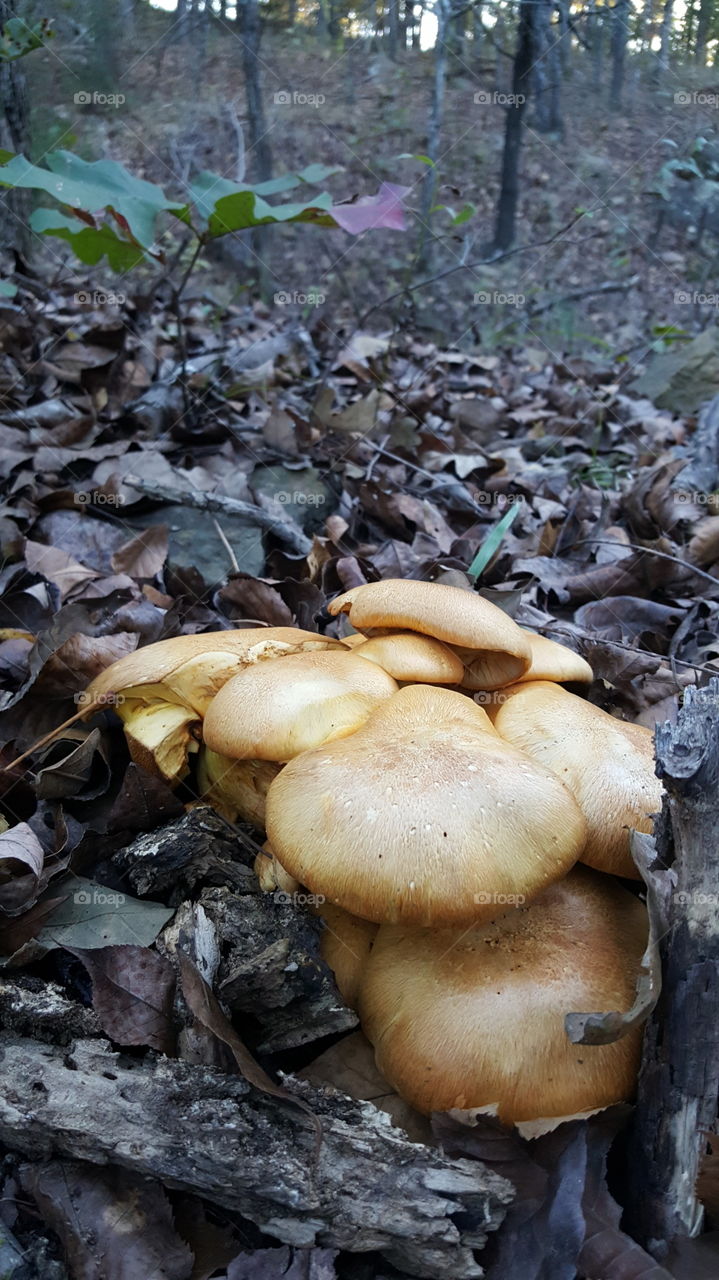 Pretty but .....Very poisonous  mushrooms!