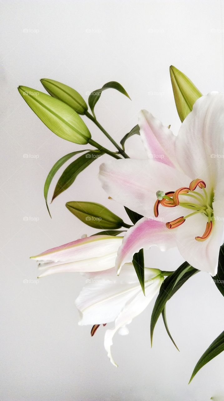 Lily flower on white background