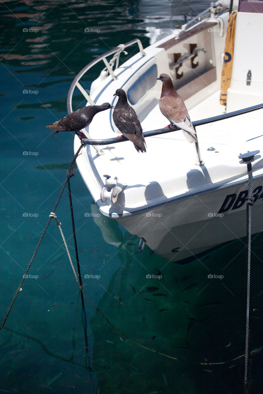 Pigeons on a boat