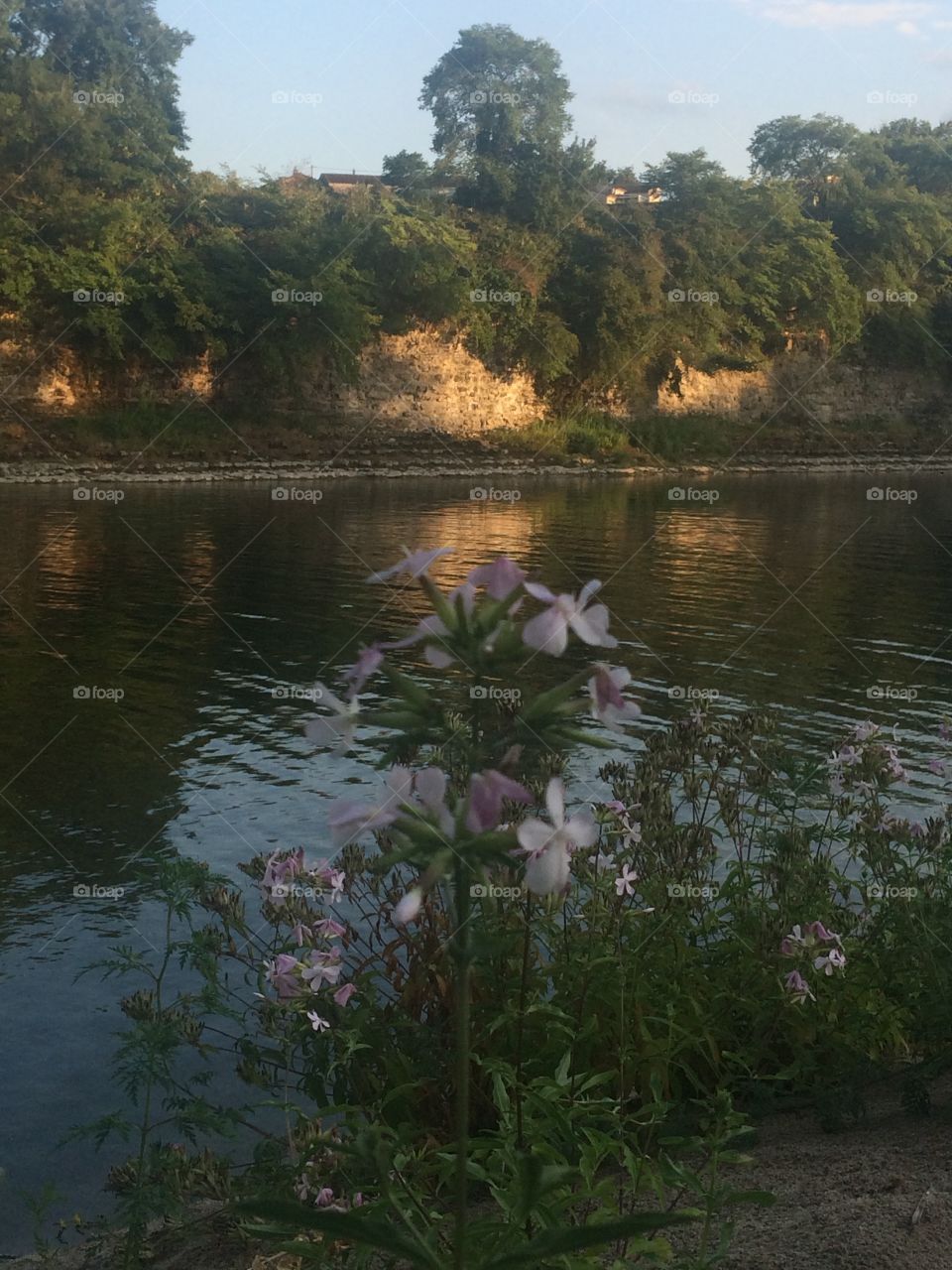 River side flowers 