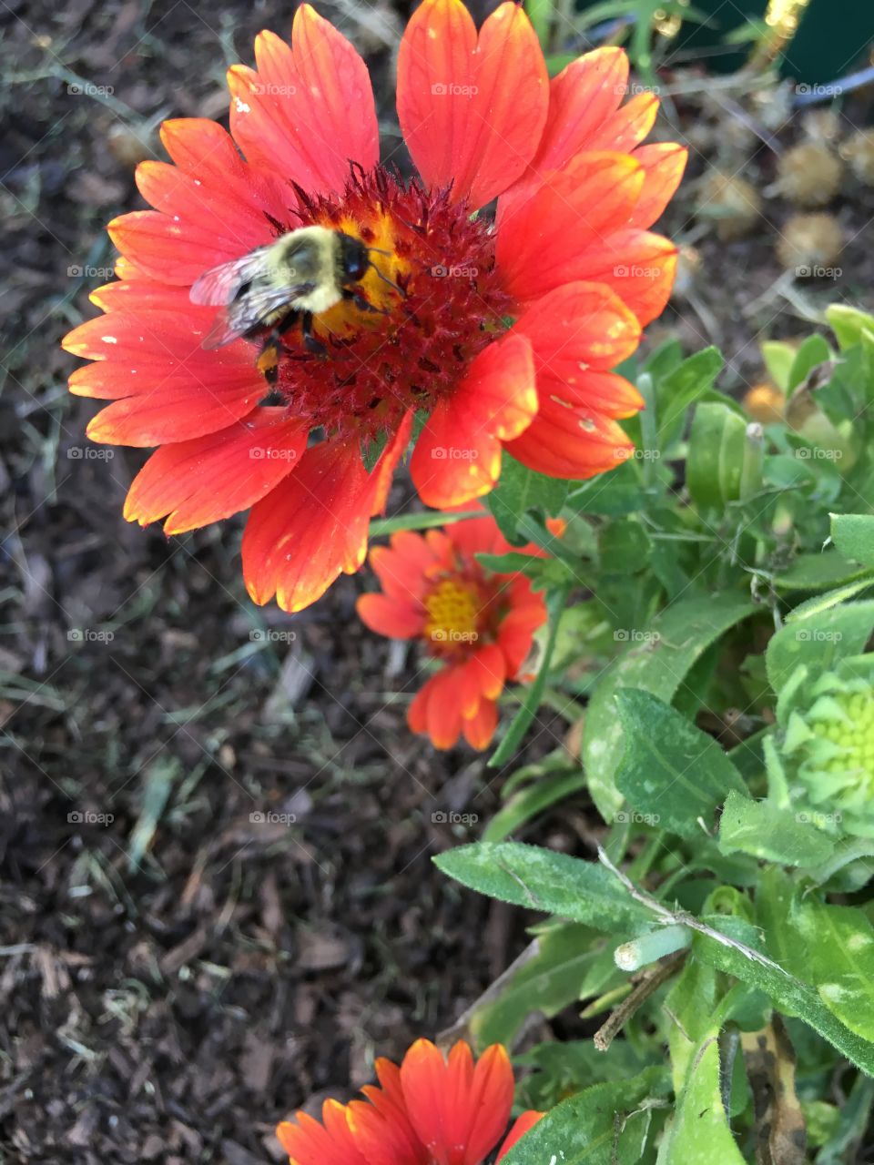 Bumblebee on flower