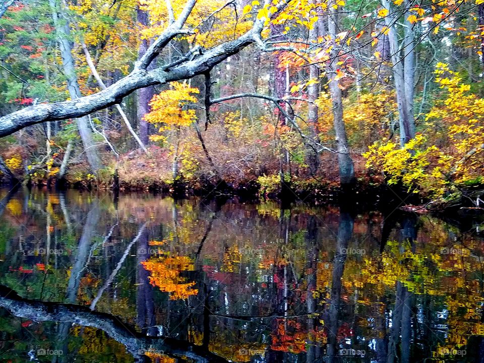 fall in the pine Barrens new jersey