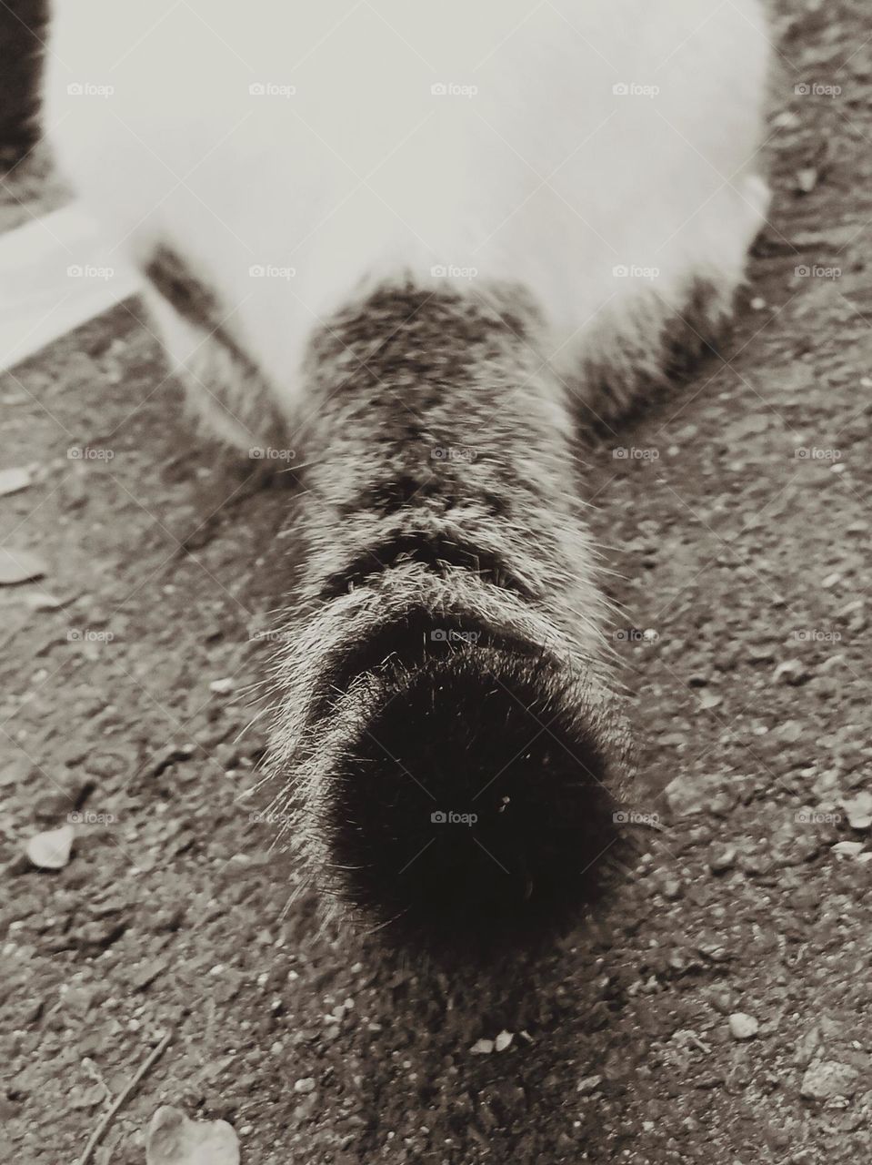 Cat's tail.