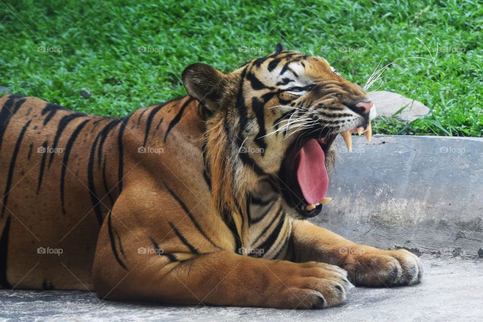 I am looking for food - hunger tiger waiting for food