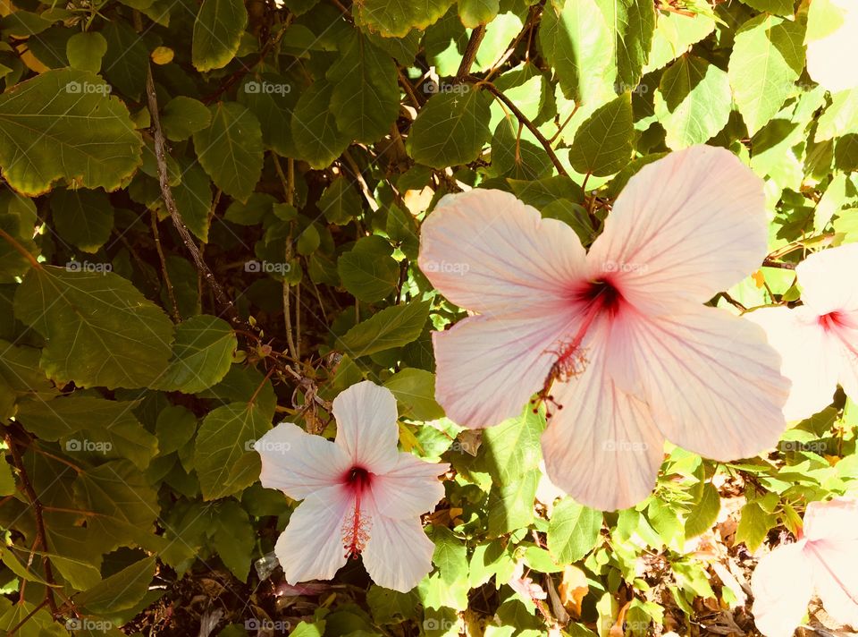 Hibiscuses in the garden.