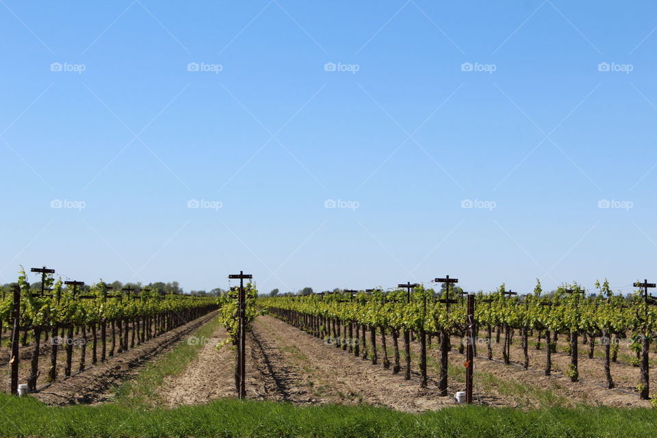 grape Orchard
