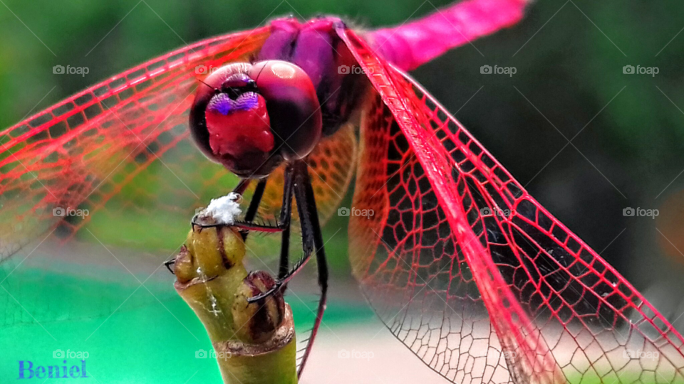 Dragonfly, No Person, Nature, Outdoors, Summer