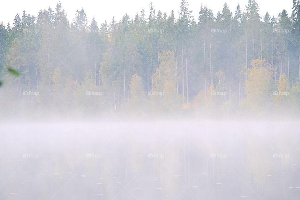 Foggy autumn morning