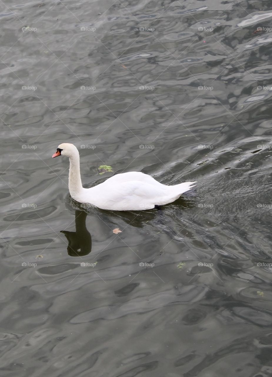 A Bird. Not just any. The gorgeous beautiful swan. The white feathers and the orange Beck. The swan gracefully swims across the lake.🦢