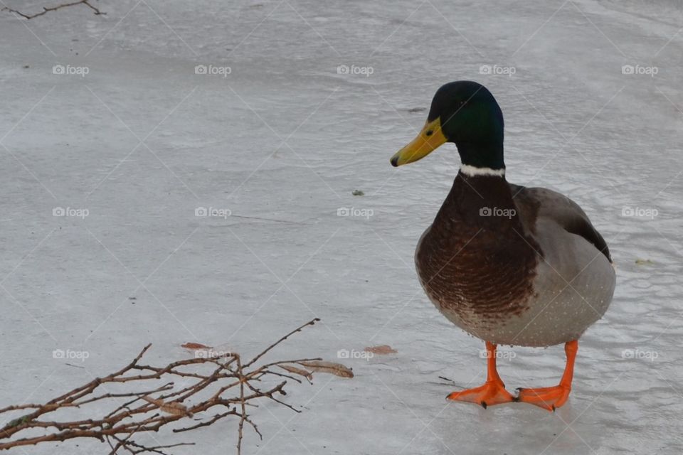 Duck in Sweden