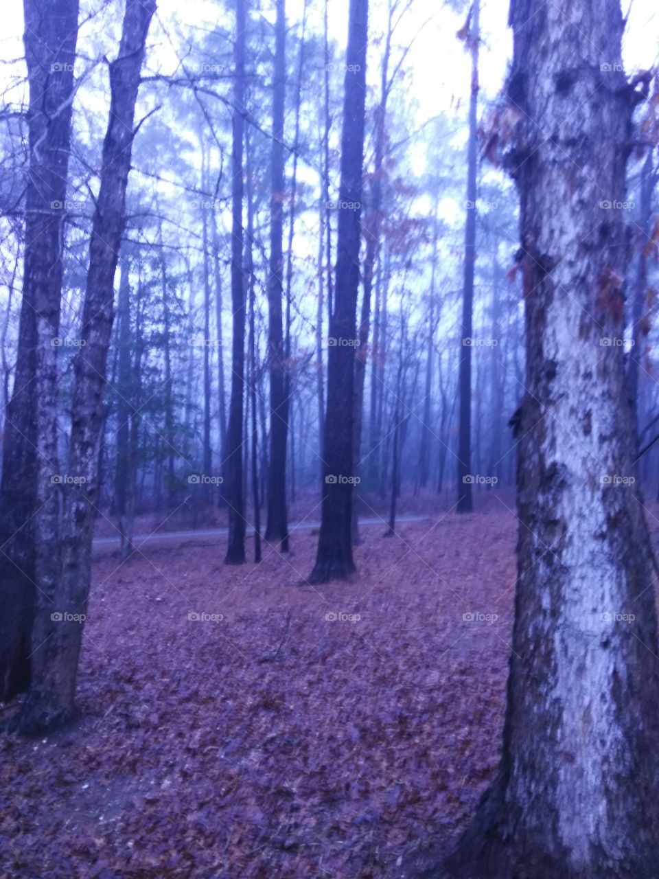 Misty morning in my front yard, just after the sun rose. the trees still look asleep. Cold wet day to sleep away.