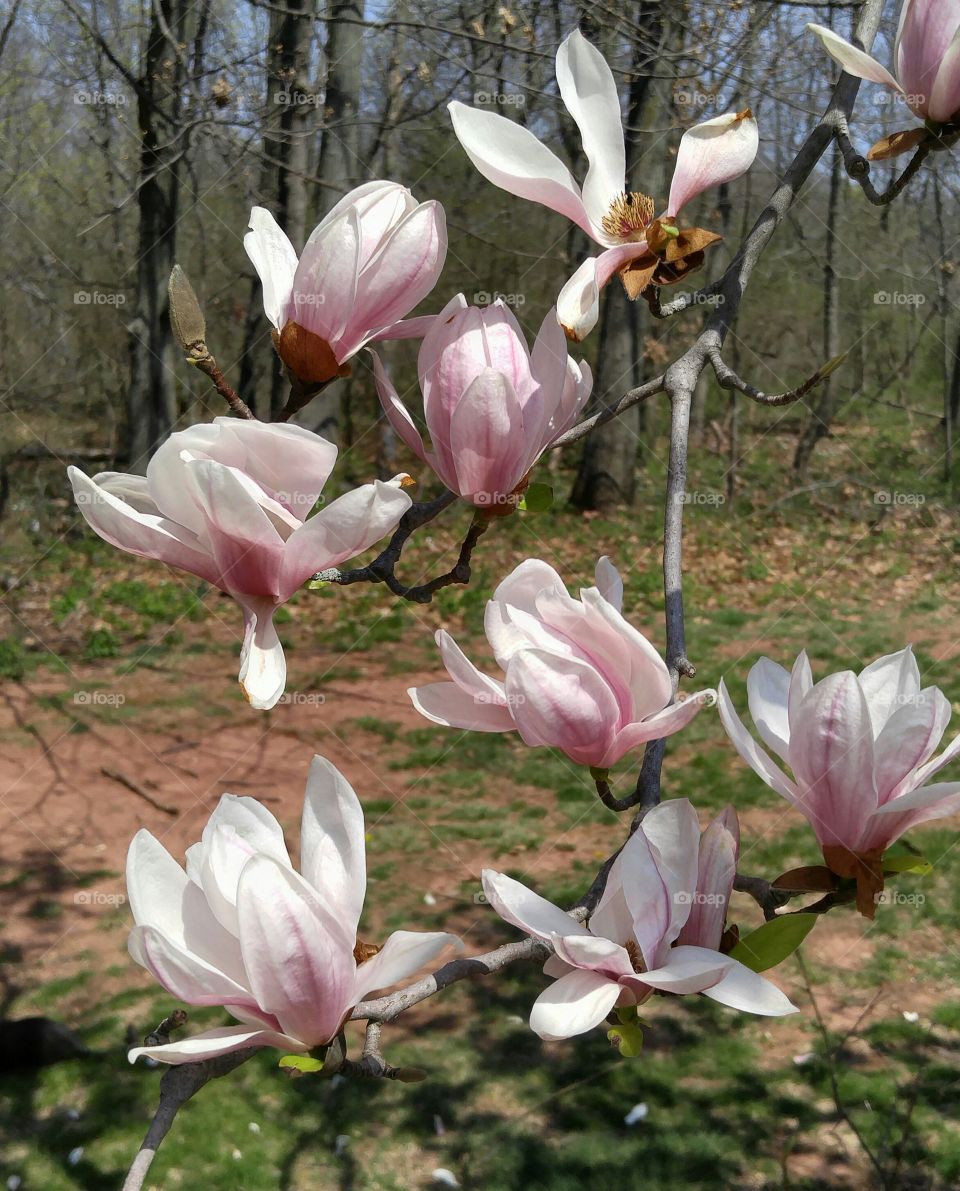 magnolia blossom