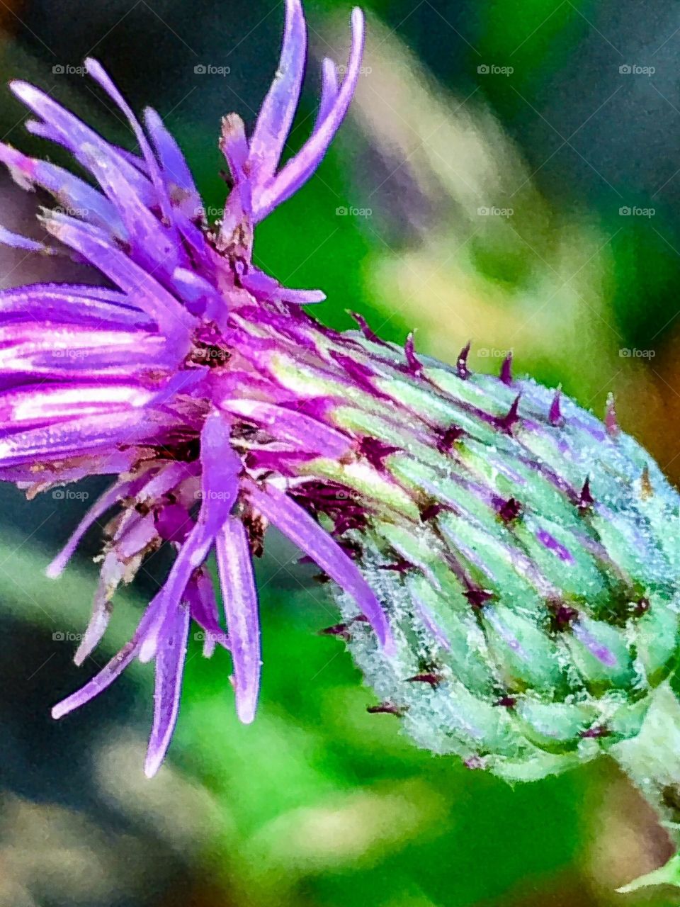 Fall Thistle 