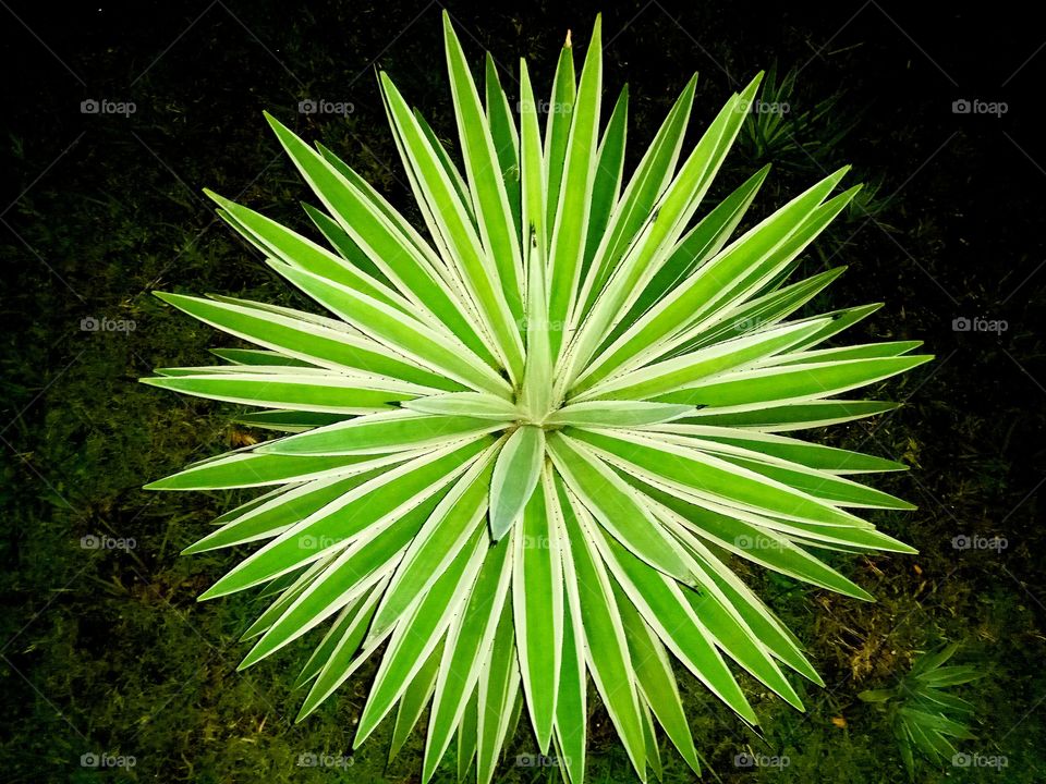 beautiful star kaktus