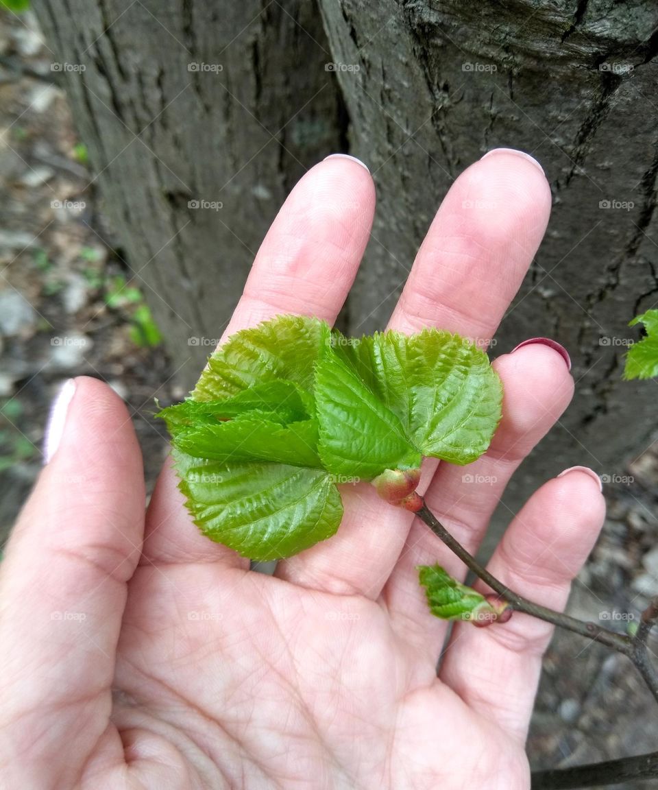 green young leaves and female hand spring nature lover 💗