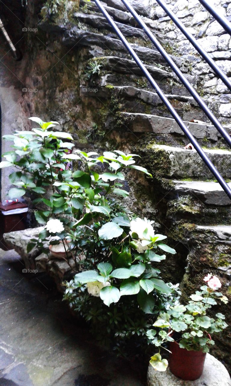 Stairs and flowers