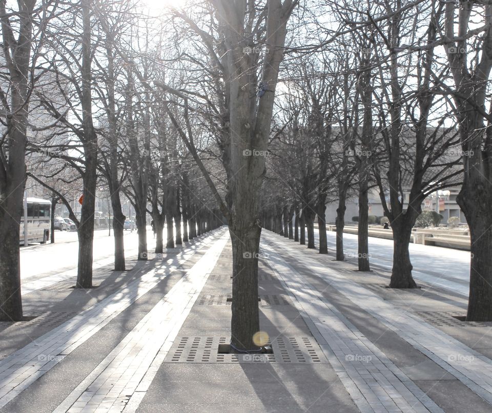 Bare trees on the road
