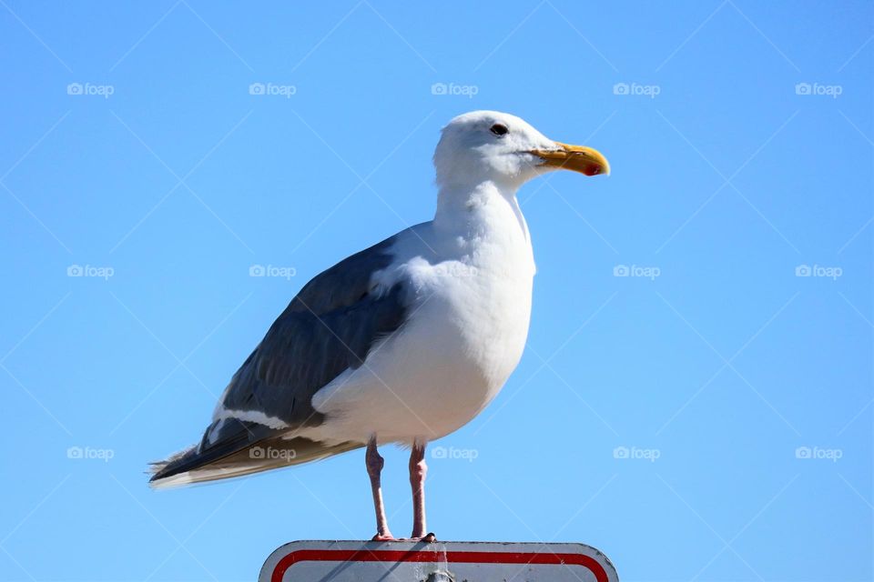 Seagull parked in a no parking zone