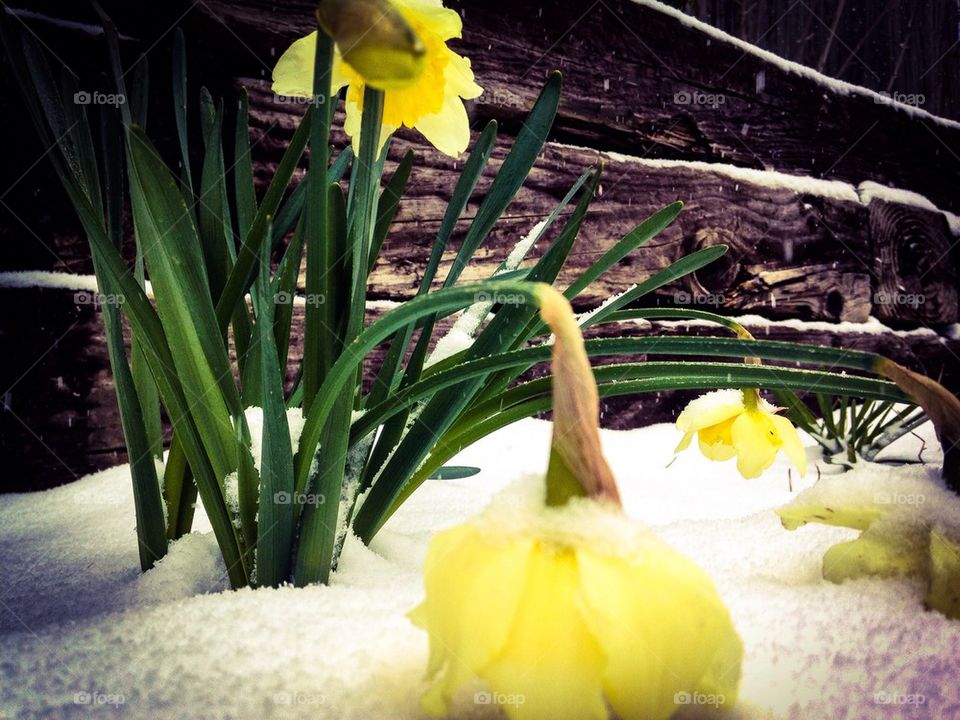 Cold daffodils