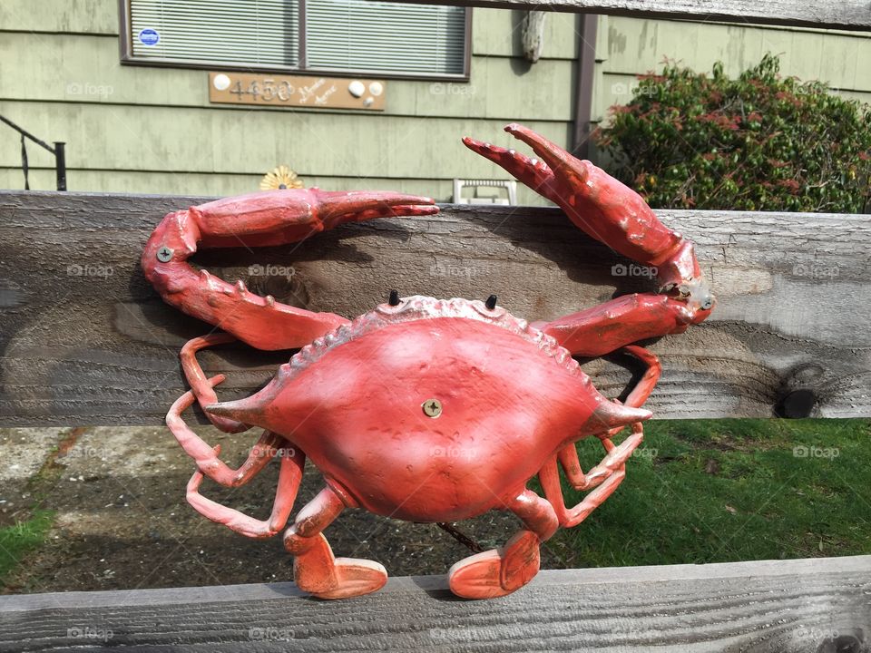 Crab mounted to fence